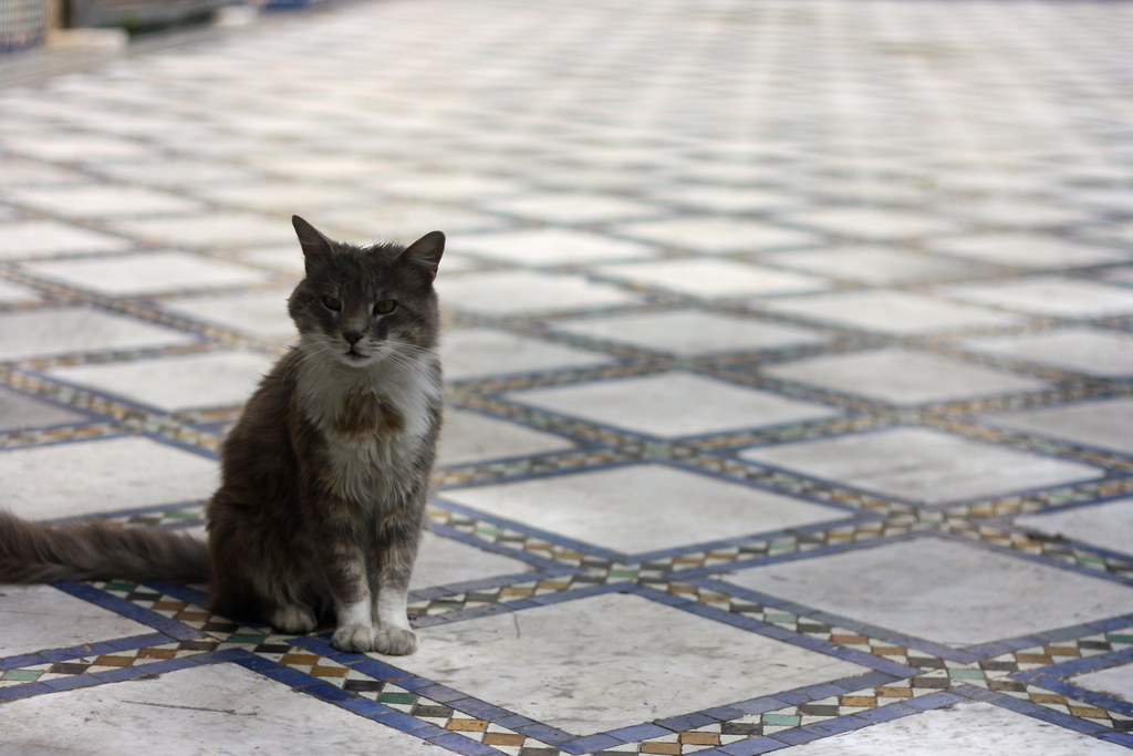 Cat, Batha Museum, Fez Trevor Huxham Flickr
