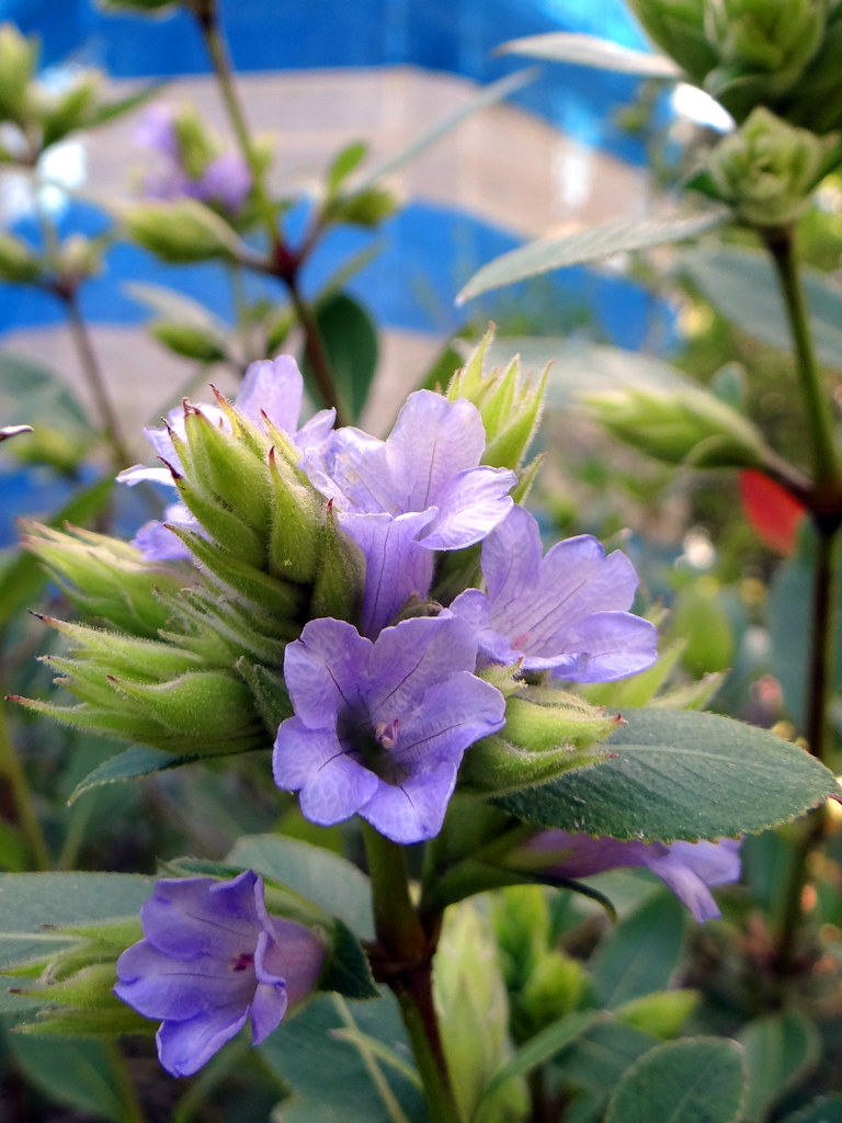 Strobilanthes kunthiana Rosa Flickr