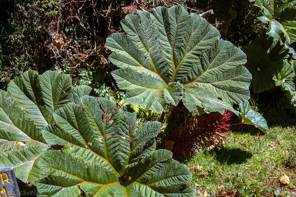 Plant growing in Volcano Poas Plant growing in Volcano Poa… Flickr