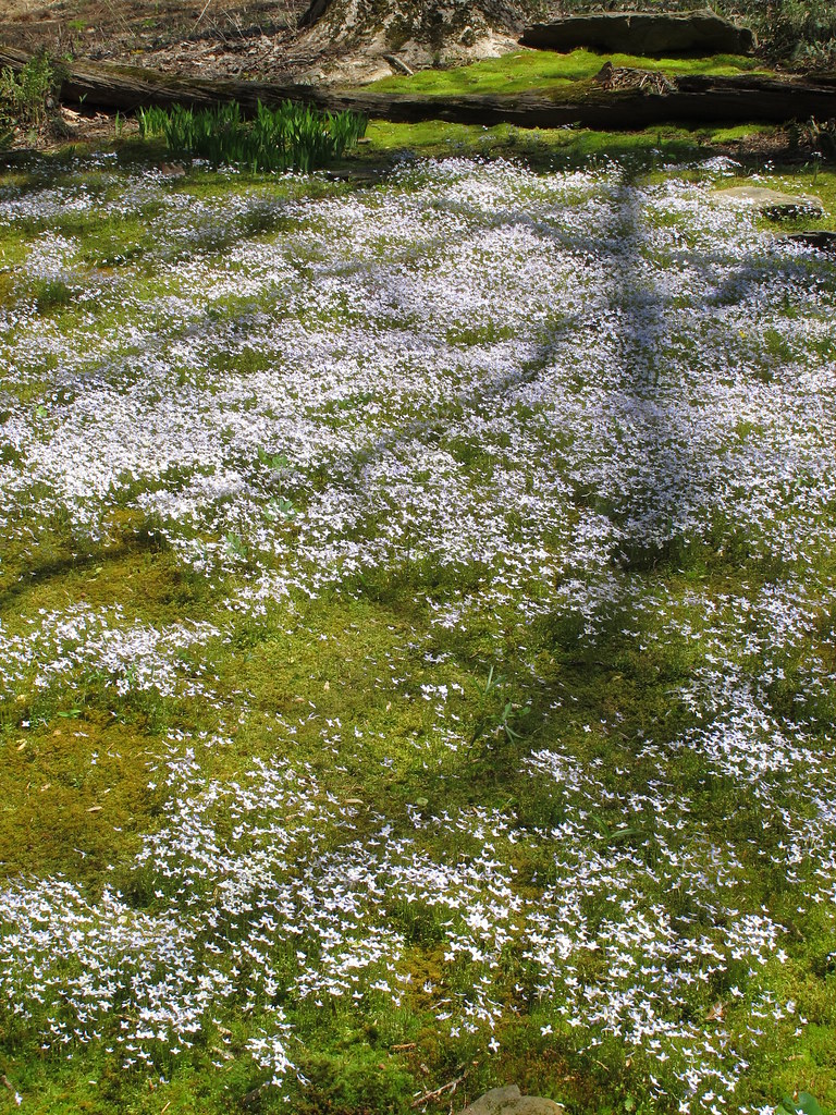 Azure Bluet Houstonia caerulea Mt. Cuba Center, DE April 2… Behnke