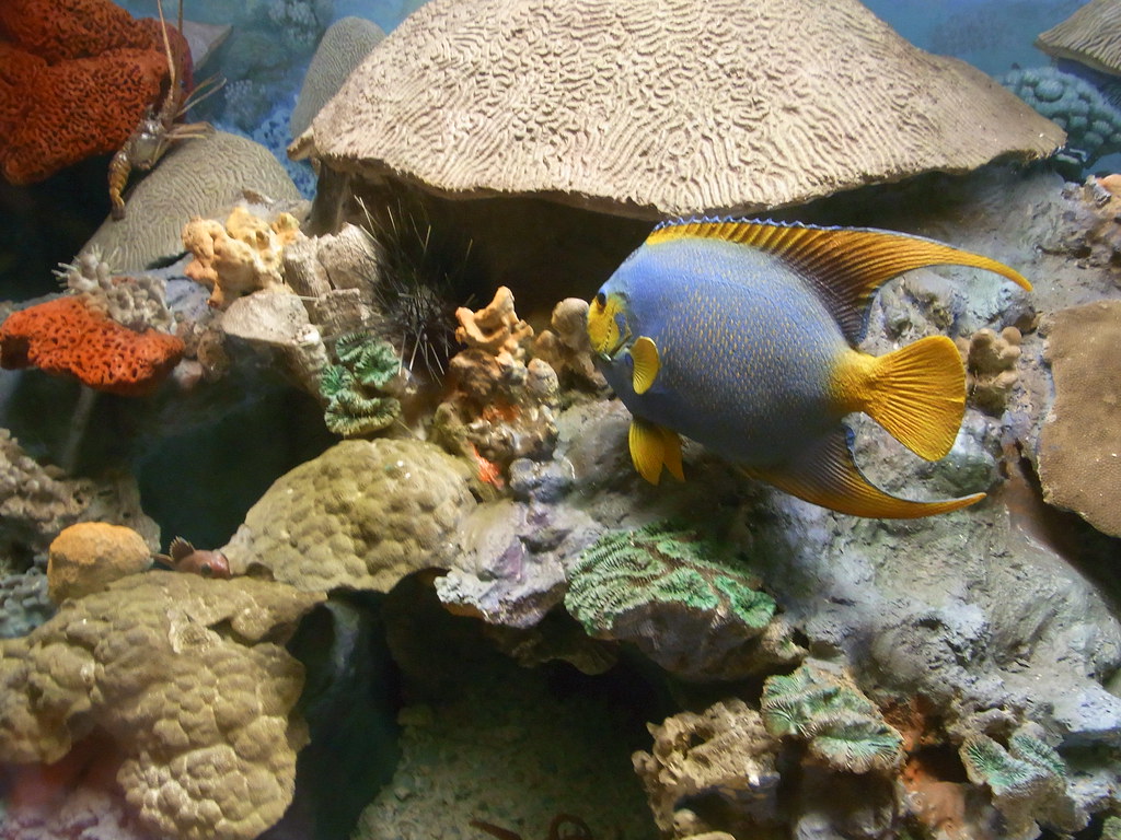 flower gardens coral reef / furthest north coral reef in U… Flickr