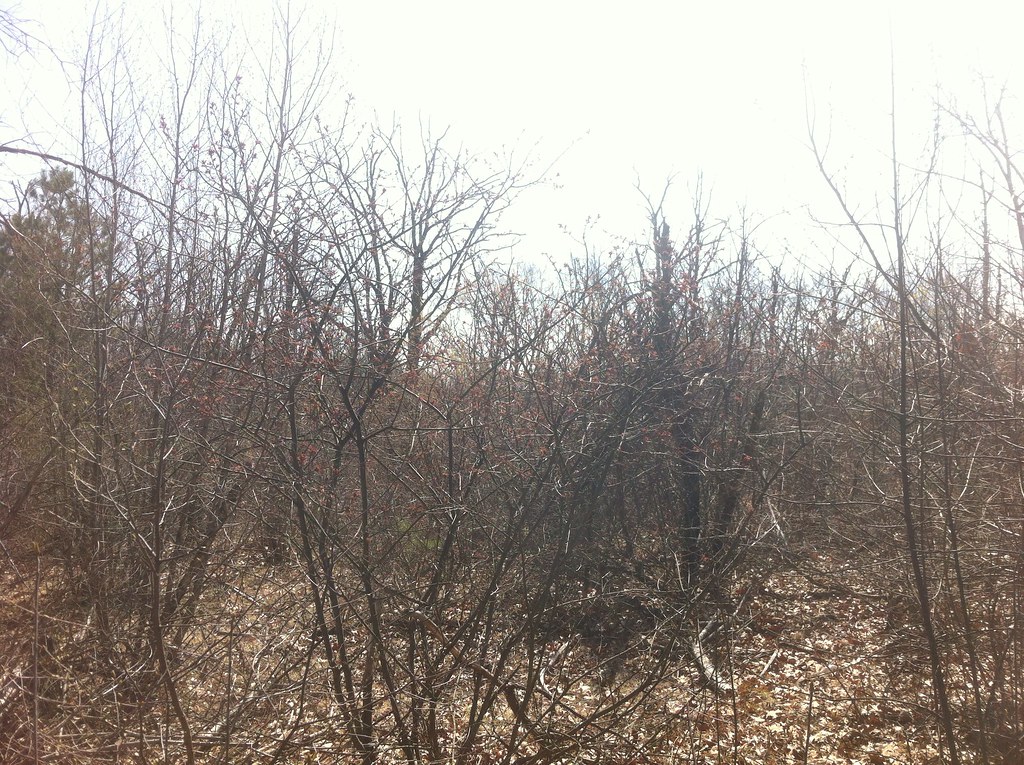 Arlington Great Meadows Habitat shots Jason Forbes Flickr