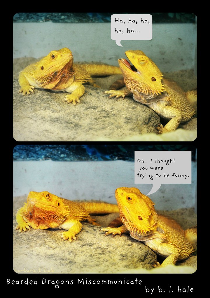 Bearded Dragon Humor taken at Magic Wings, Deerfield, Mass… Flickr