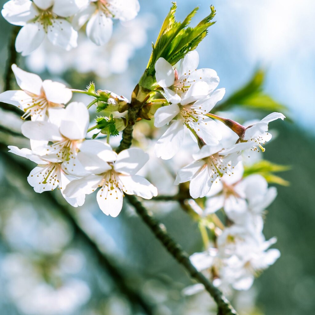  spring is in the air The wait makes spring's arrival a… Flickr