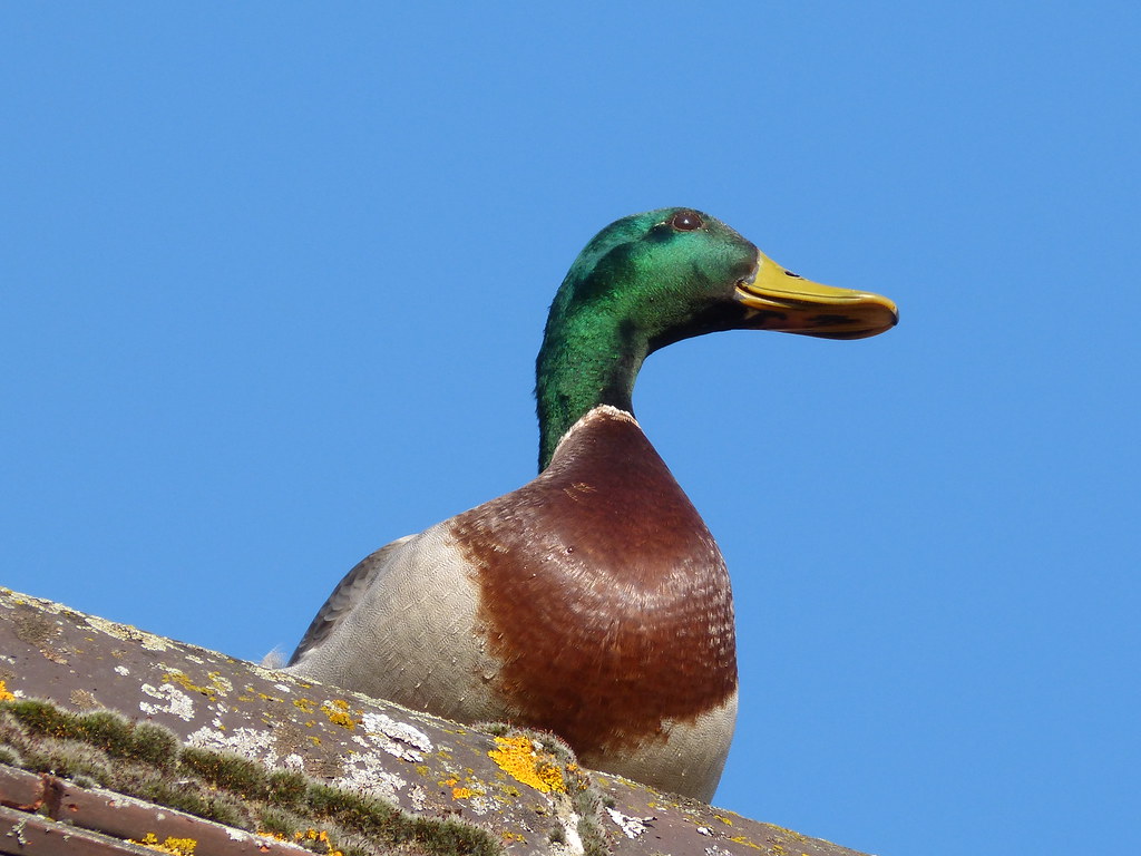 duck on my roof *LINNYB* Flickr