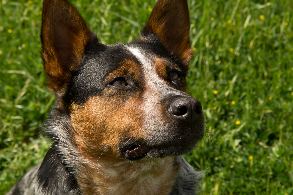 Devoted Tri-Colored Heeler | "The Best Friend Most People Ha… | Flickr