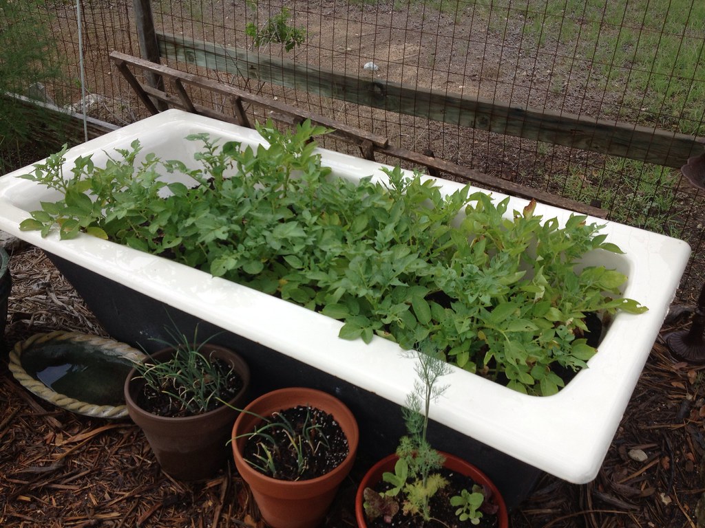 How To Grow Potatoes In A Bathtub at Catherine Esposito blog