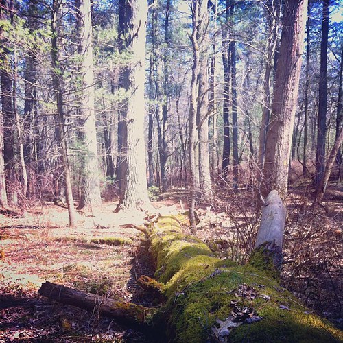 Pine Grove Furnace State Park is located within Michaux St… Flickr