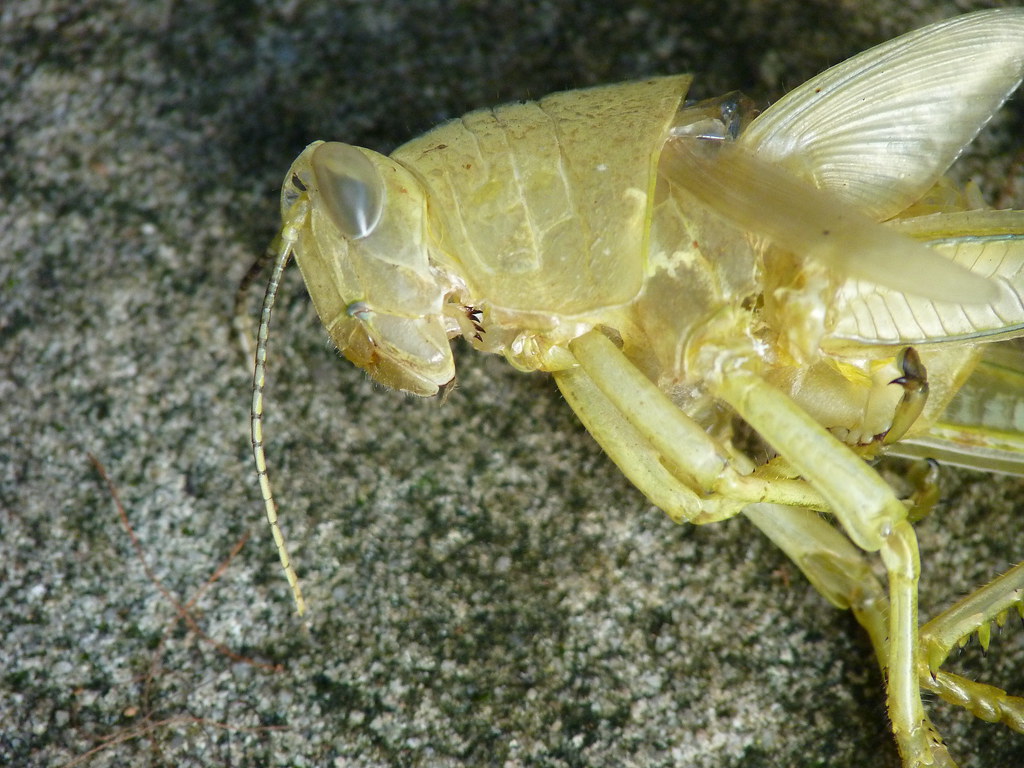 exoskeleton Closeup of exoskeleto… Flickr