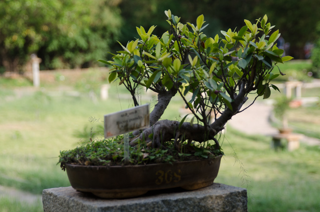 Bonsai Garden, Lalbagh Ashwin Kumar Flickr