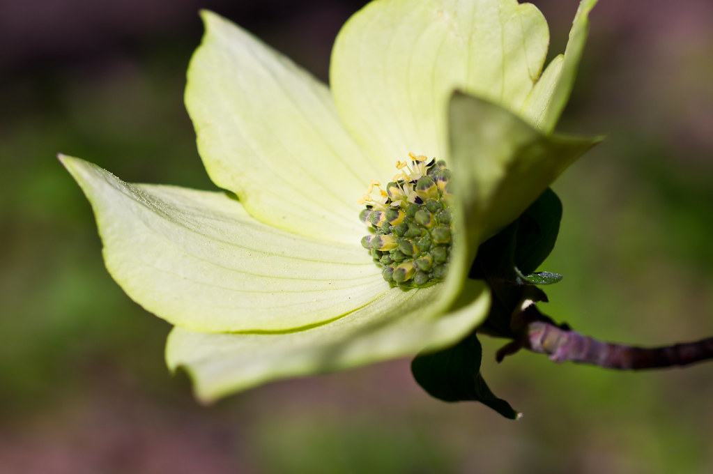 Yosemite Dogwood Spring wildflower bloom in Yosemite varie… Flickr