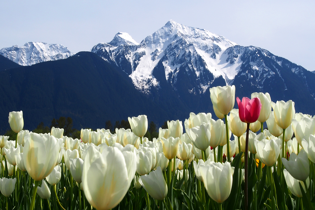 Agassiz Tulip Festival Seabird Island, BC Canada Flickr