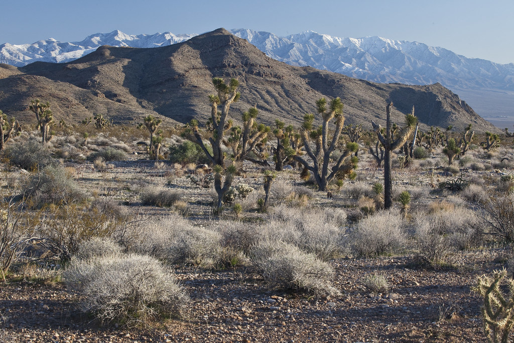 Beaver Dam Wash NCA The Beaver Dam Wash National Conservat… Flickr
