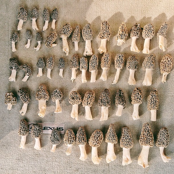 Morel mushroom score! 3 lbs Wildmushrooms mushrooms mor… Flickr