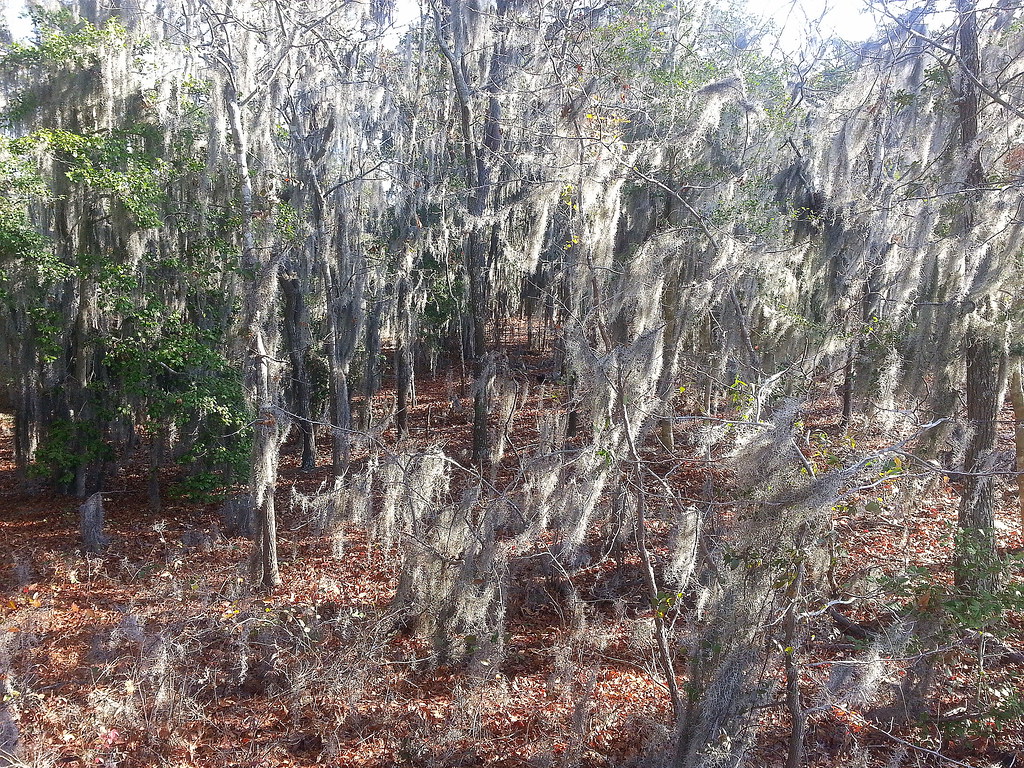 Spanish Moss First Landing State Park Virginia Beach … Flickr