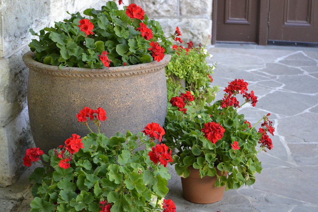 _DSC2612 Flowers at the San Antonio Botanical Gardens KelliMays