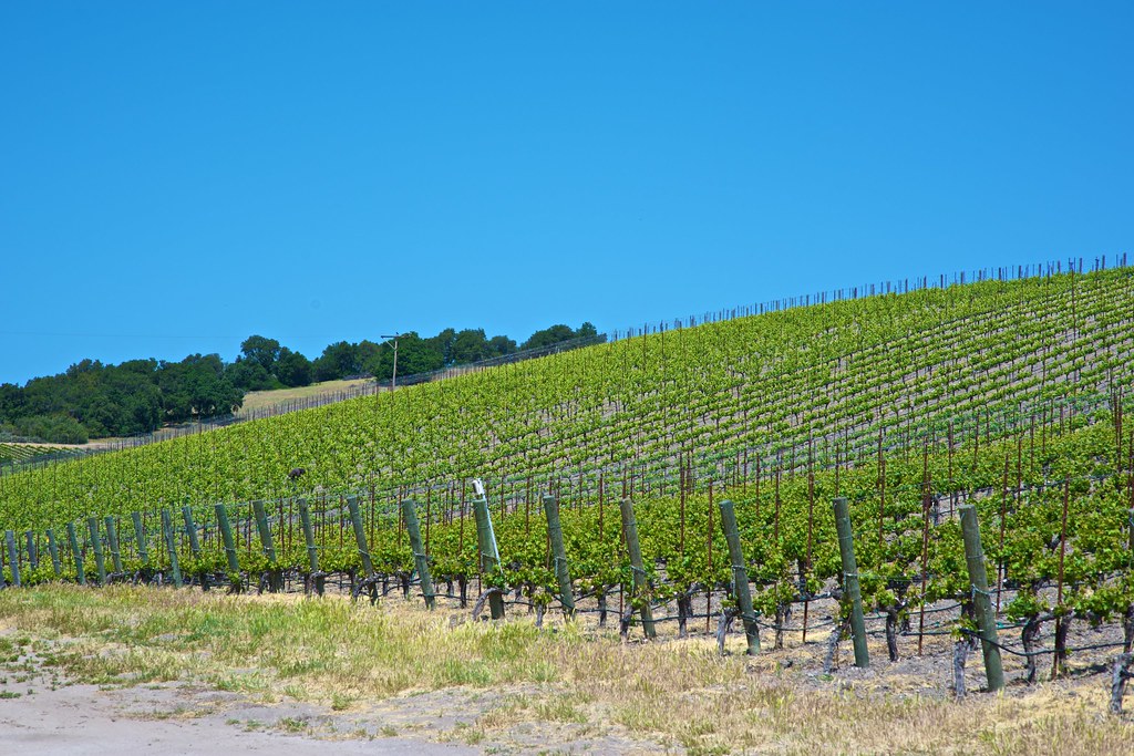Elevation of South River Road, S River Rd, Paso Robles, CA, USA