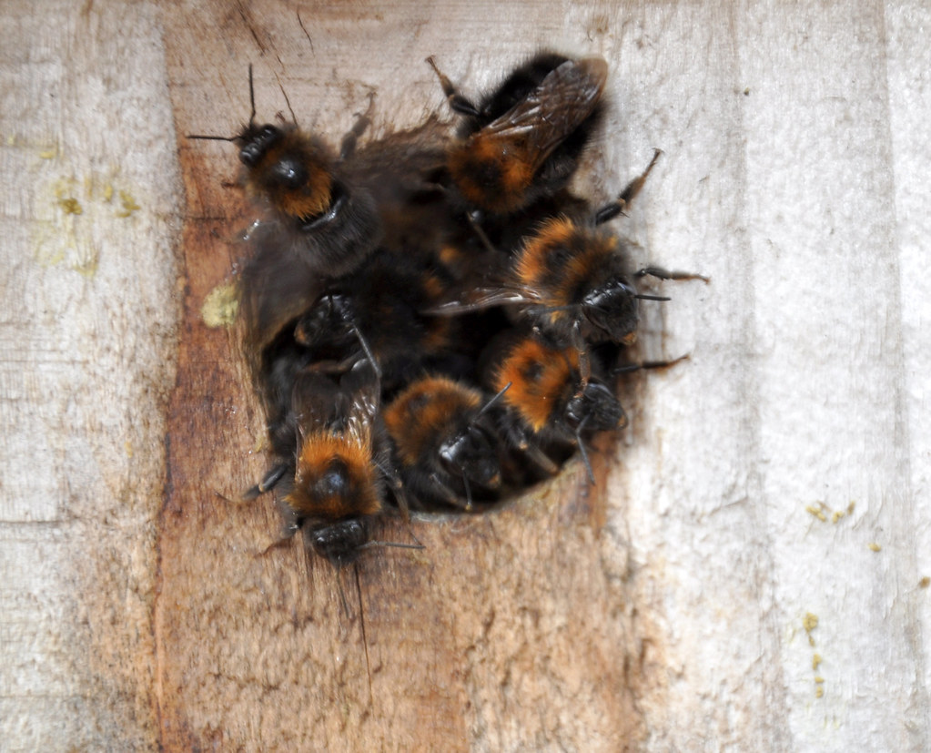 birdbox bees birdbox in my garden taken over by bees Brian Simpson