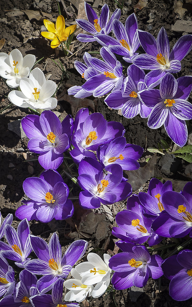 The Early Risers These are the first flowers to bloom ever… Flickr