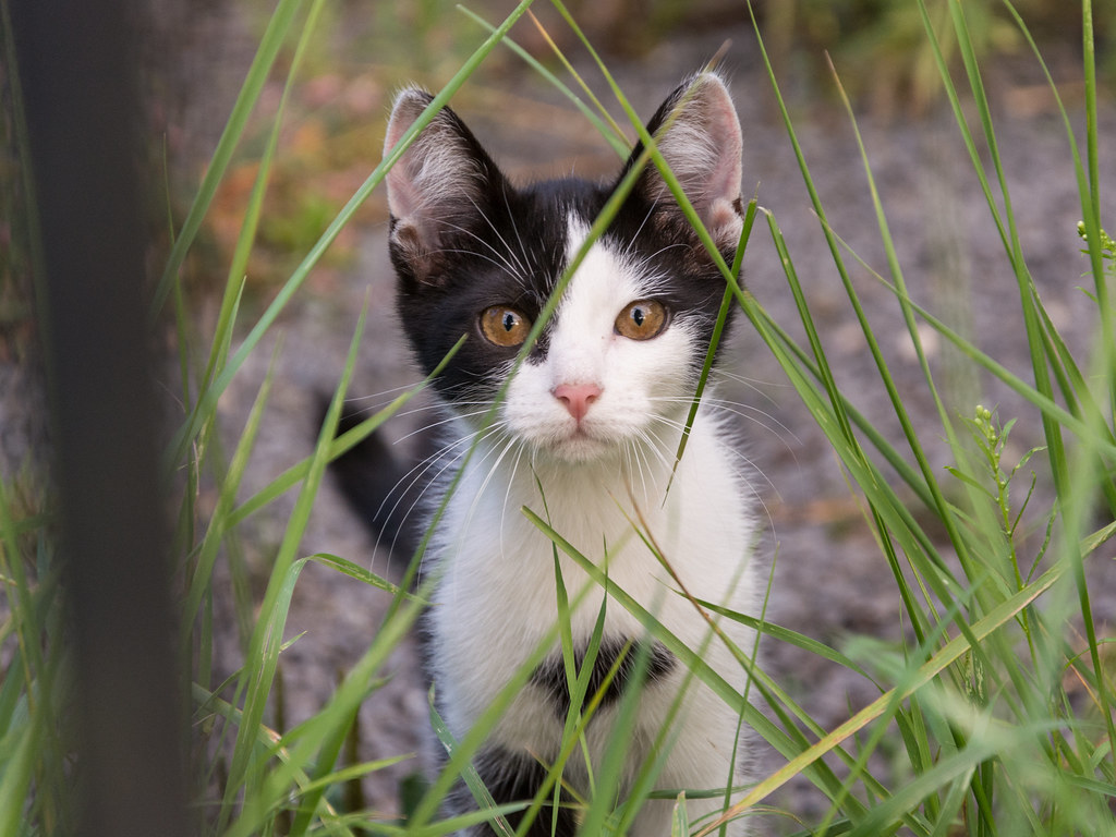 Curious kitten A polish kitten in Goledzinow, Poland Bertrand