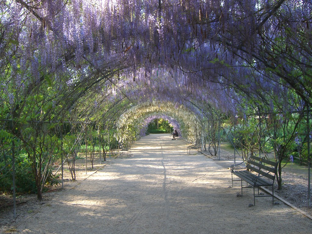 Wisteria Arbour, Adelaide Botanic Garden, Adelaide Flickr