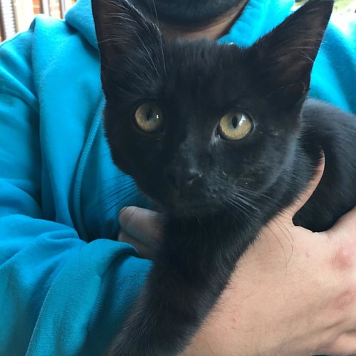 I guess I have 3 cats now.... cat catstagram Karyn York Flickr