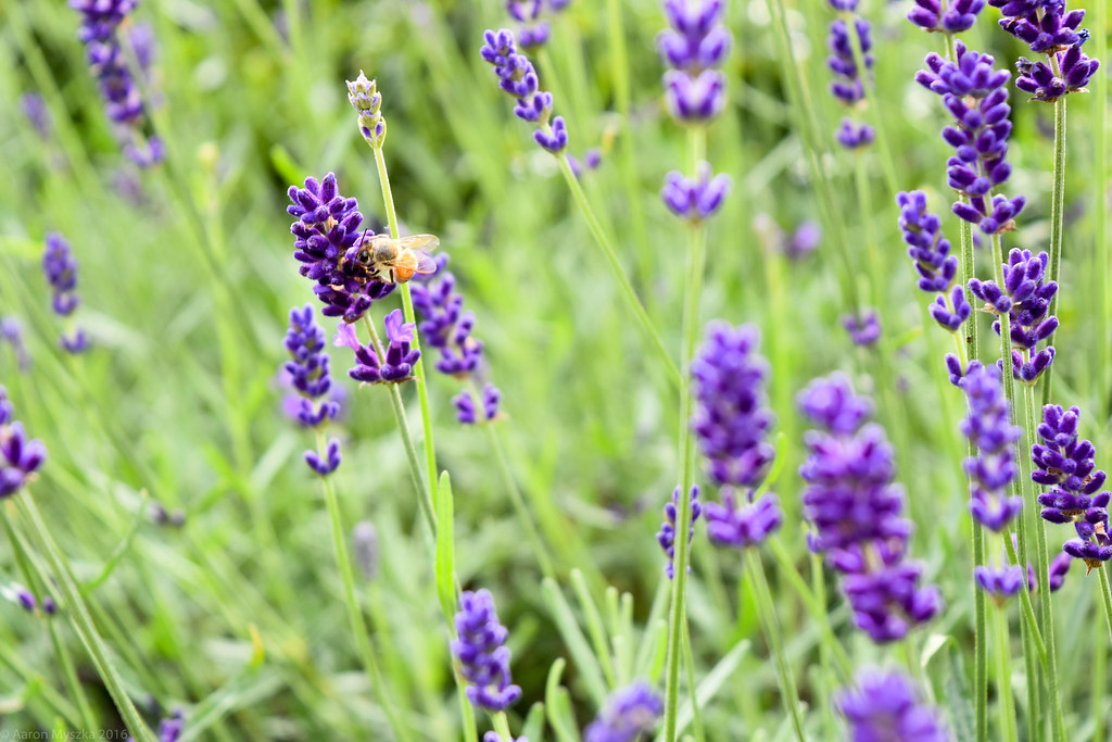 Lavender Bees A bee doing its thing amongst the lavender. Aaron