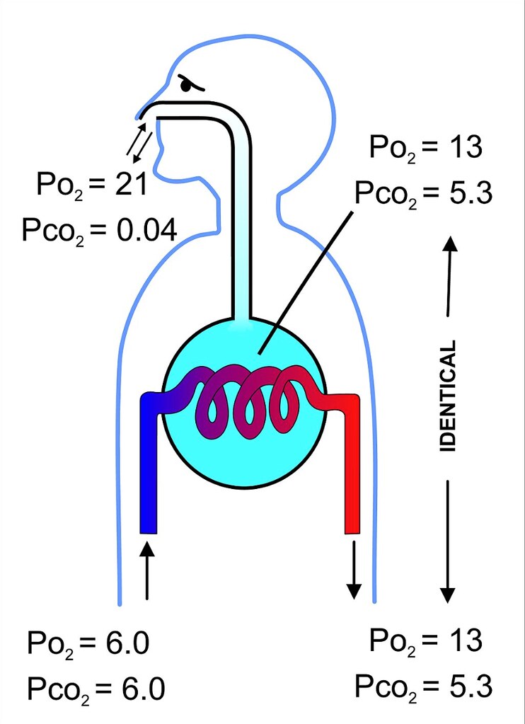 Diagram of Gas Exchange in Mammalian Lungs By Cruithne9 … Flickr