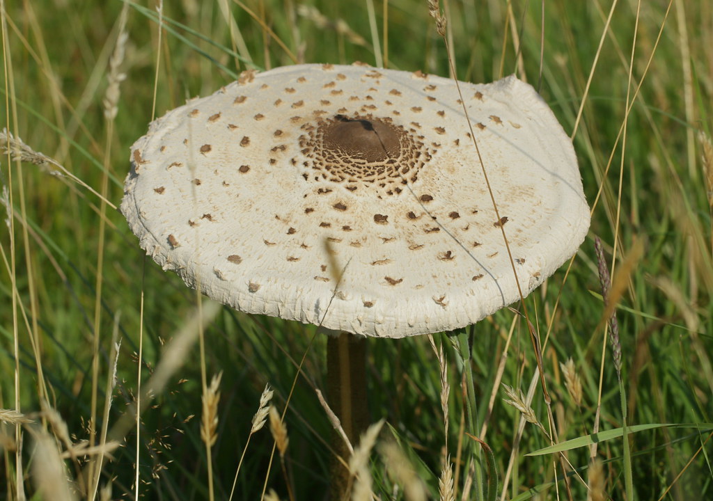 Parasol Mushroom John Muir country park, East Lothian, Sco… S. Rae