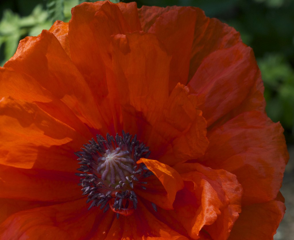 IAW_2248 My Back garden, Rickmansworth, Herts. Flowers of … Flickr