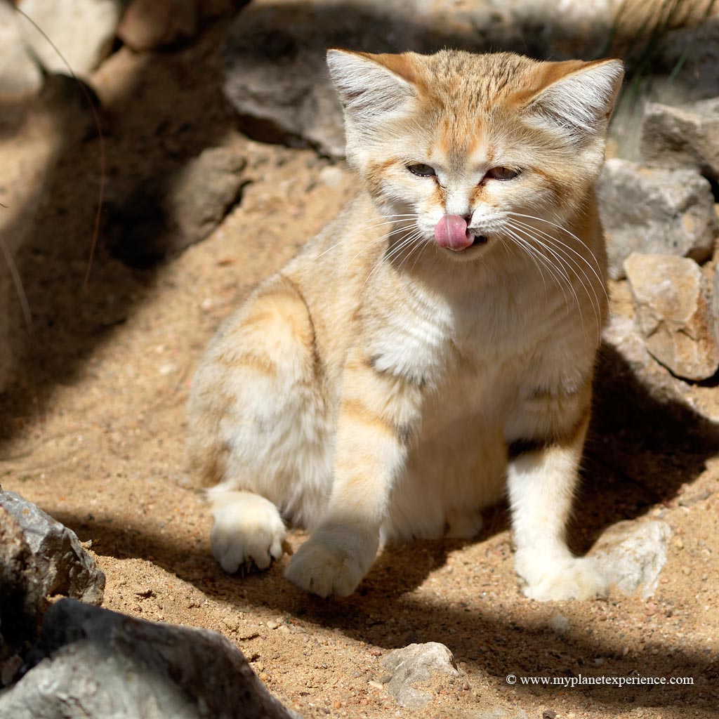 Sand Cat Habitat And Food