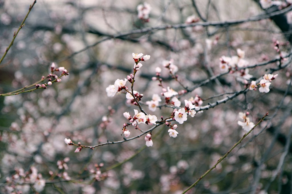 Plum Blossoms I Blooming beautifully Ruuui Flickr