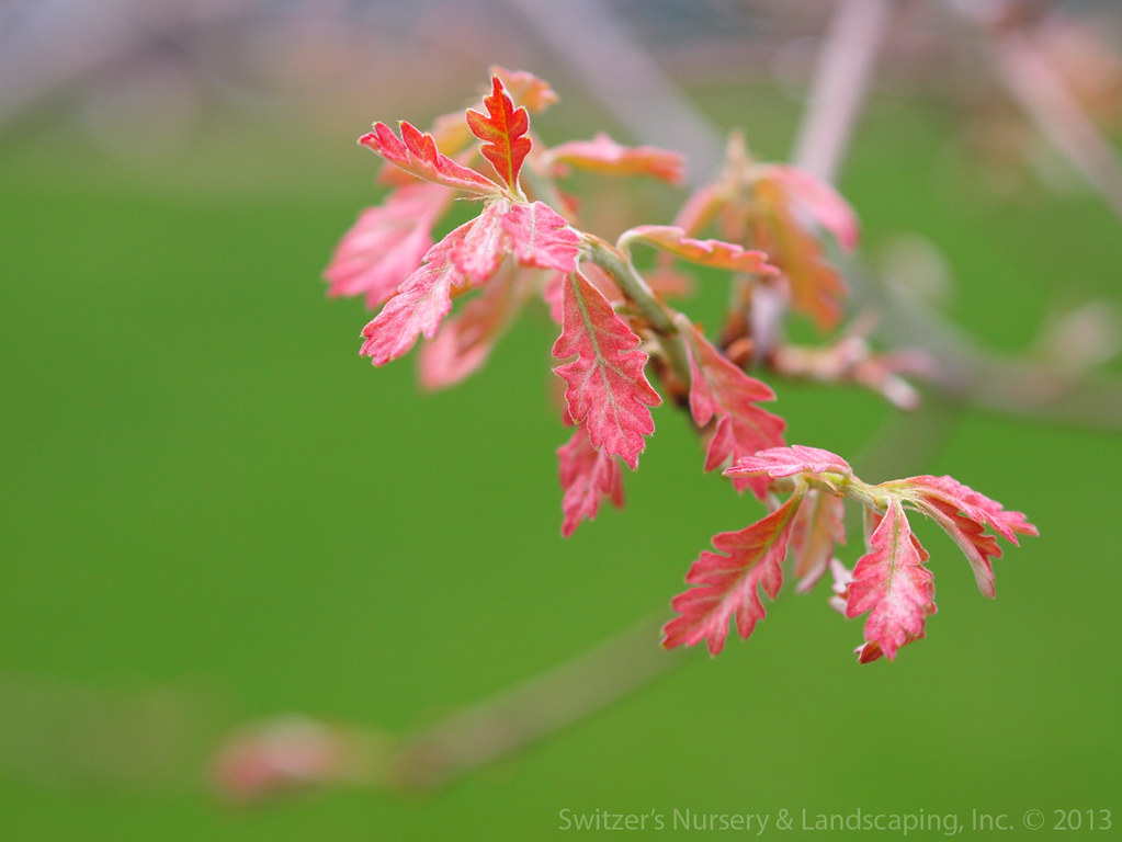 White Oak breaking bud White Oak breaking bud … Flickr