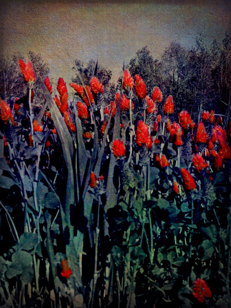 Field of Red Clover Adelphia Plantation, County, North