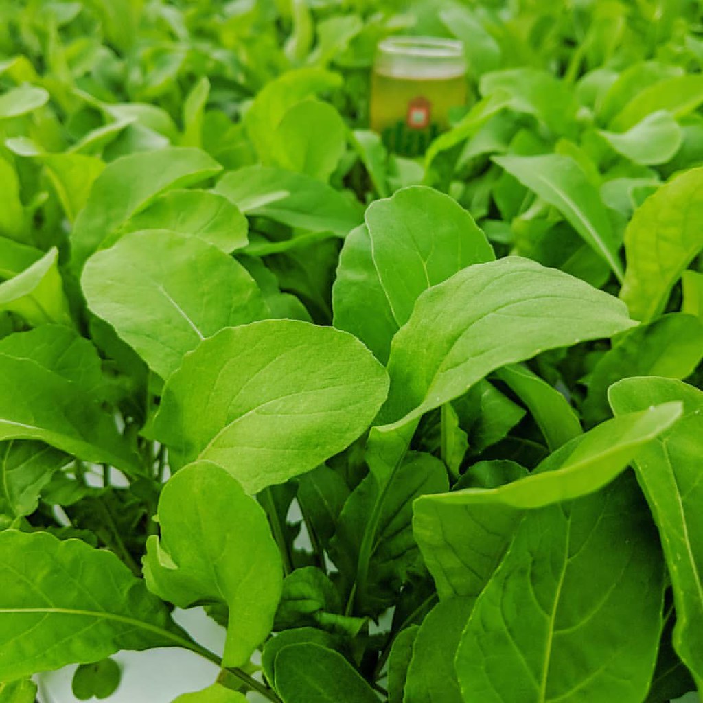 COMING SOON Cidery The Chatham Berry Farm! We are waiti… Flickr