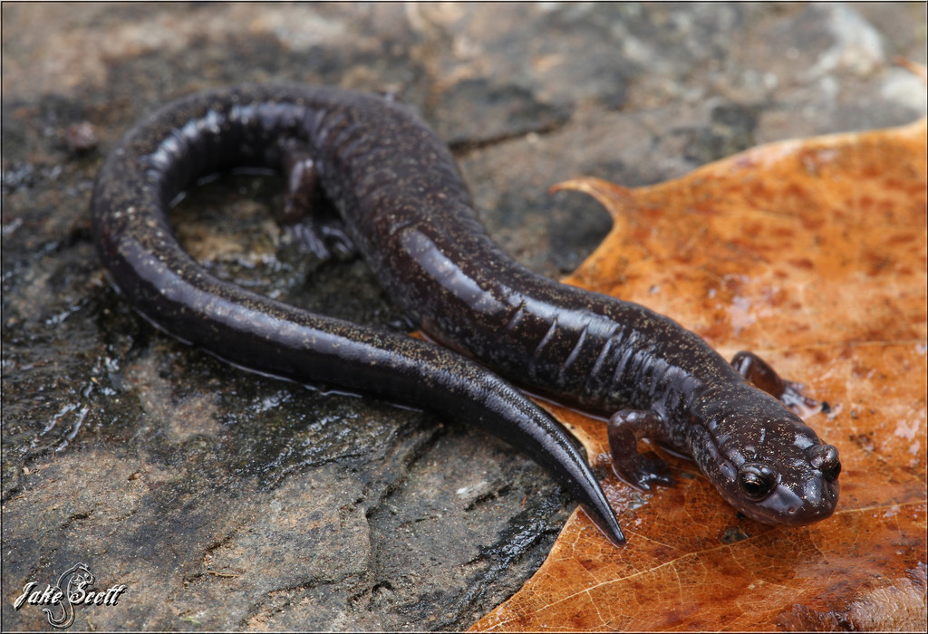 Southern Ravine Salamander (Plethodon richmondi) Southern … Flickr