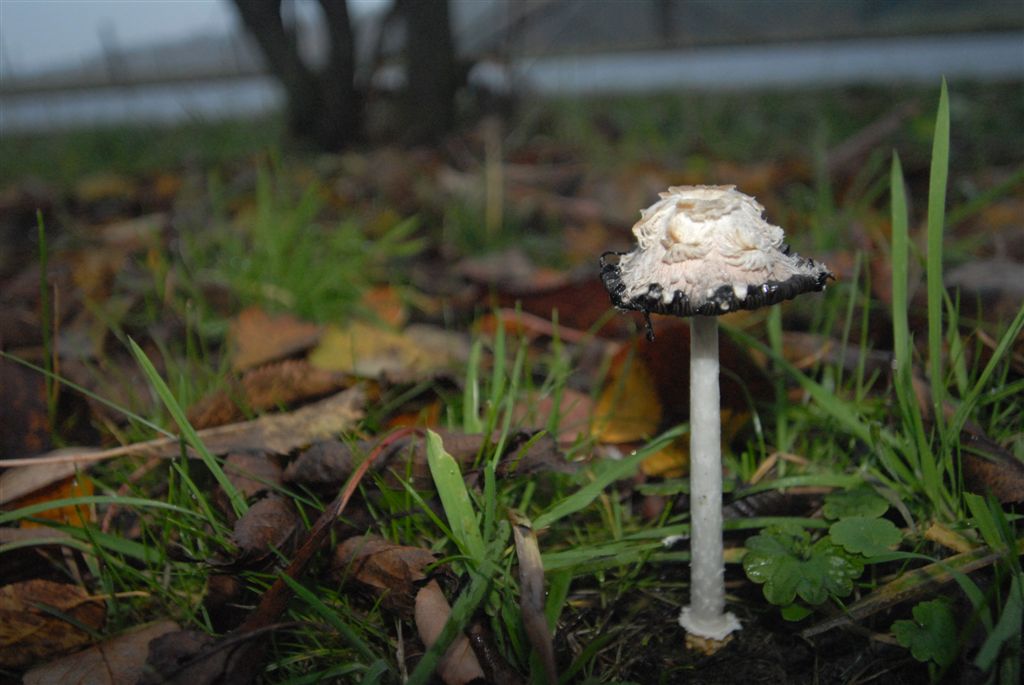 Coprinus comatus Dr. HansGünter Wagner Flickr