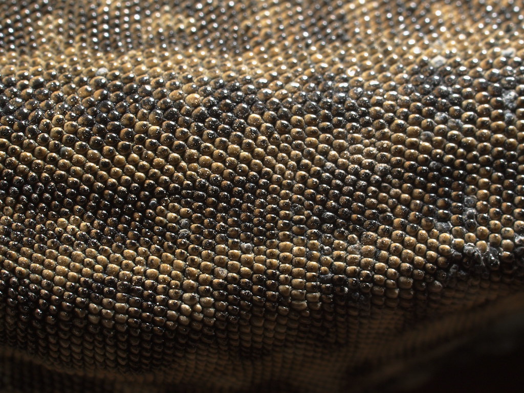 Lizard skin Our Mighty Hunter caught this critter this mor… Flickr