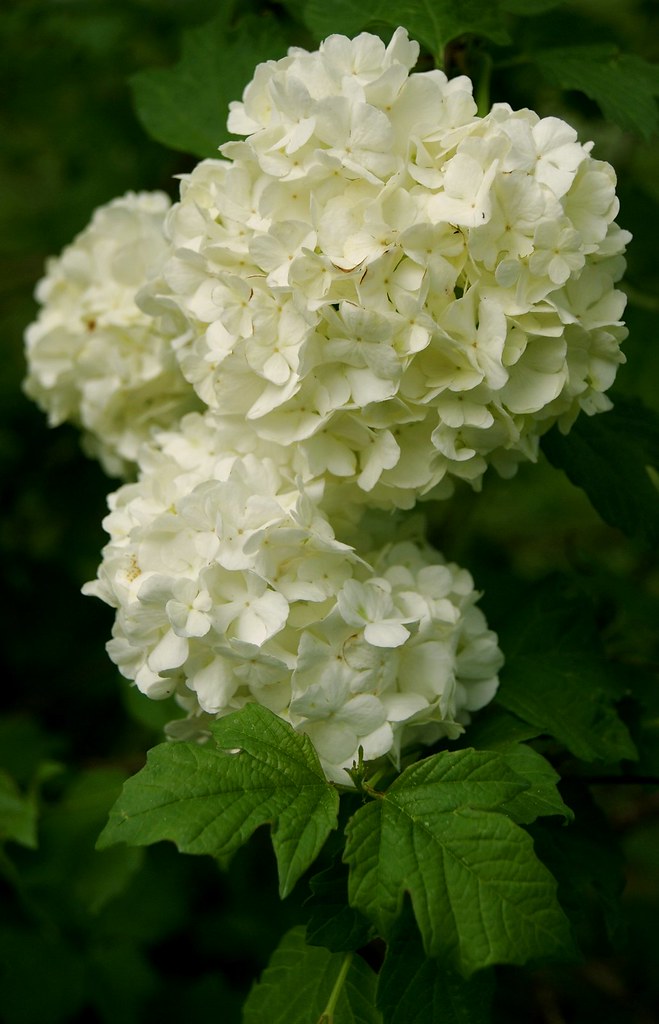 Snowball Bush Blooms Snowball bush is thriving this year! Kims