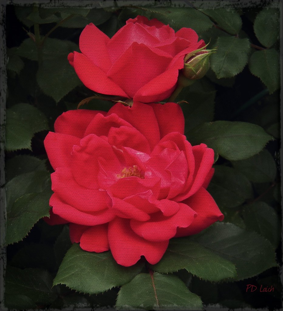Rosa Radrazz Our knockout roses... Created by William Rad… Flickr
