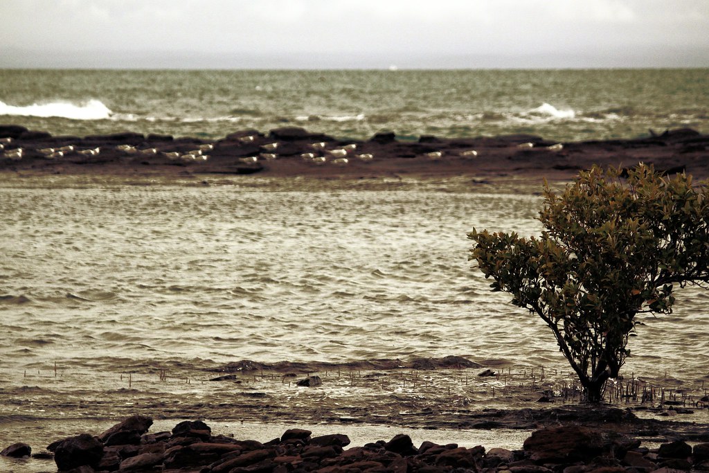 Albatrosses on a windy day Point Vernon, Hervey Bay, Qld, … Flickr
