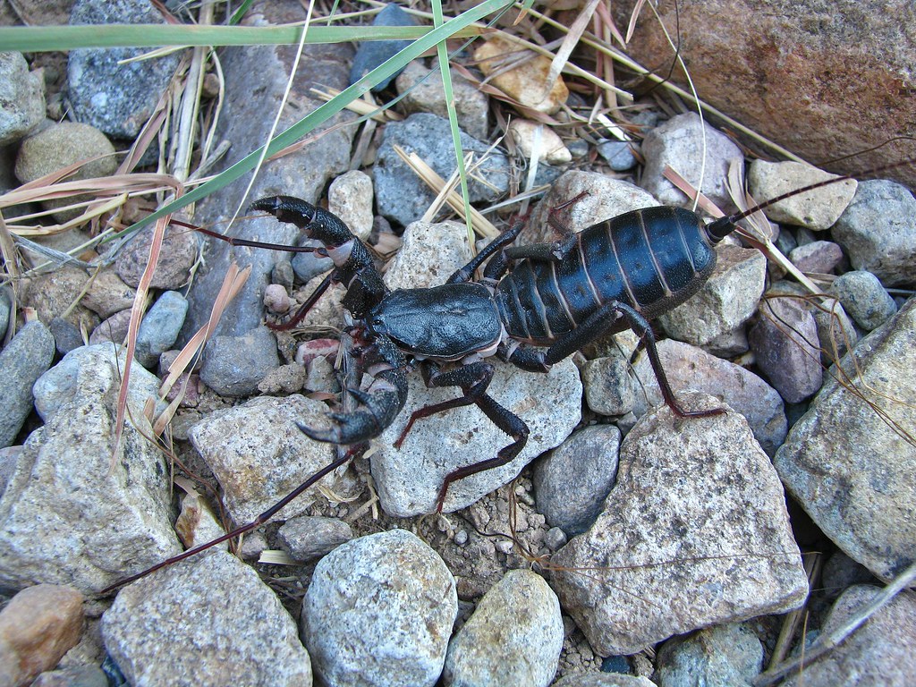 Vinegaroon (Mastigoproctus giganteus) Big Bend National Pa… Flickr