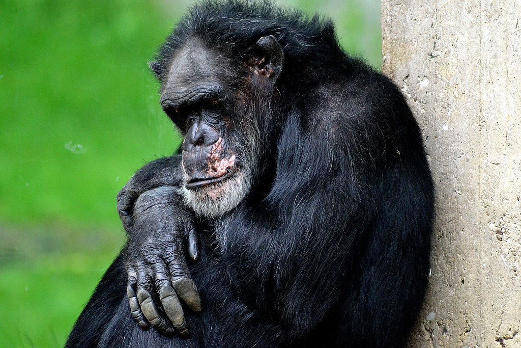 Alter Affe sanny1175 Flickr