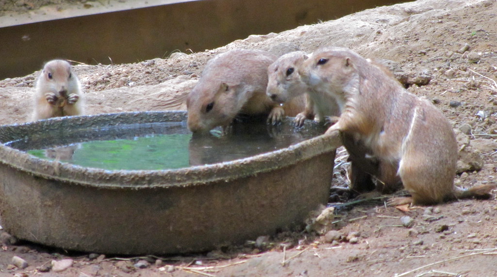 Do Prairie Dogs Drink Water
