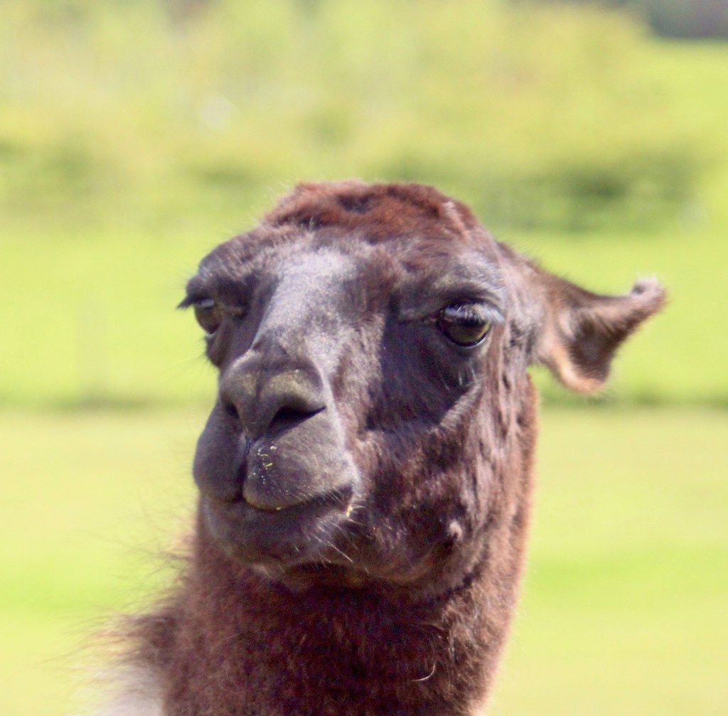 011 Llama. my Favorite, she stands alone amongst the Alp… Flickr