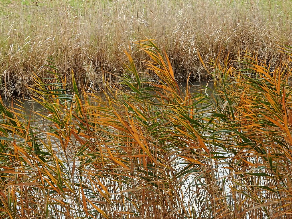 Reeds and Grasses Michael Coghlan Flickr