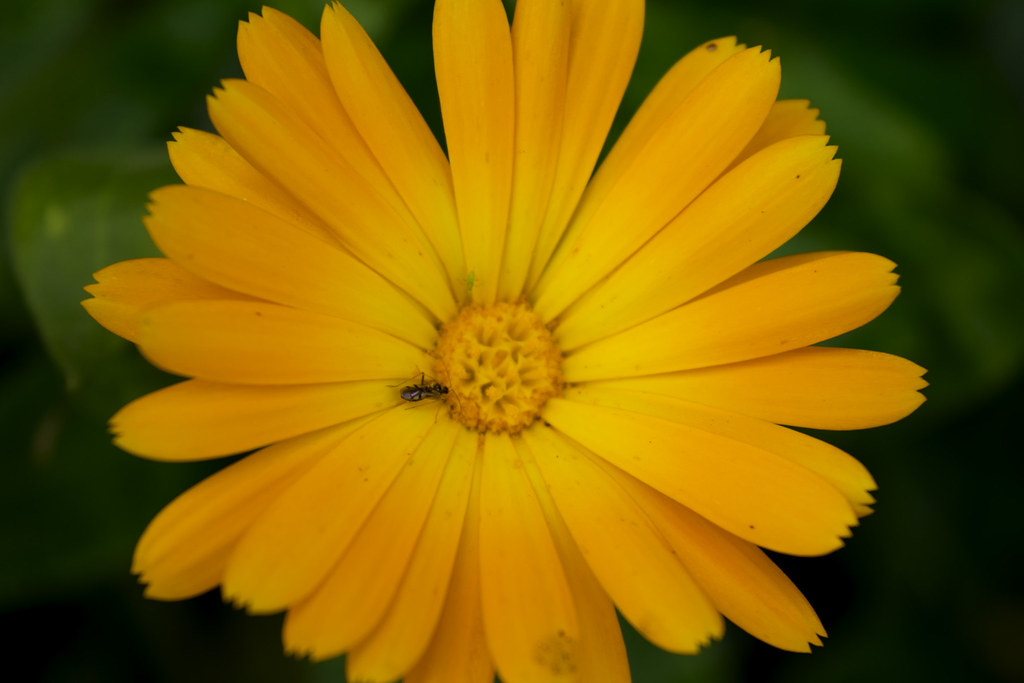 5 minutes at the garden 5 minutes looking for the small ma… Flickr