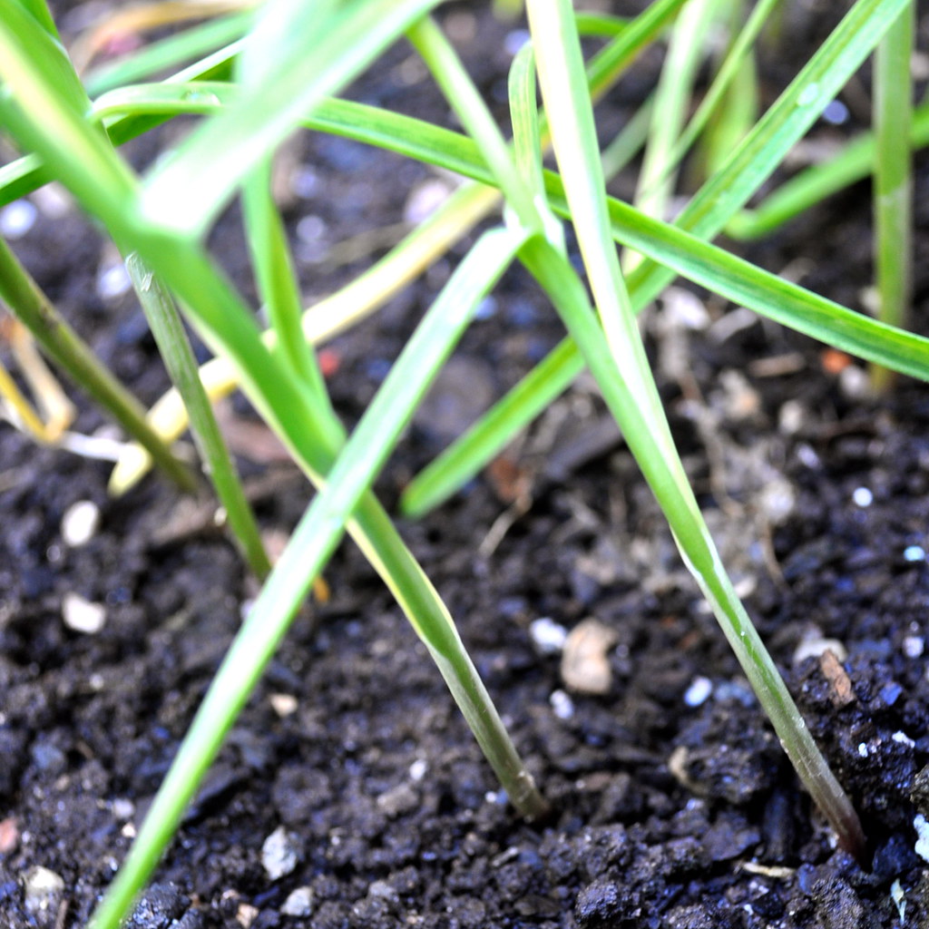 winter garlic garlic plants blogged susie stubbs Flickr