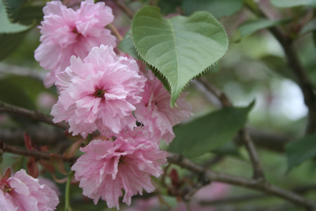 Objects 5 Florham Park NJ reeve53531 Flickr