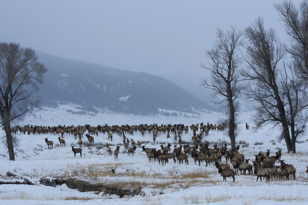 National Elk Refuge Elk on the National Elk Refuge in Jack… Flickr